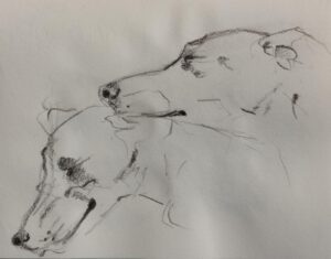 Lurcher Study 4